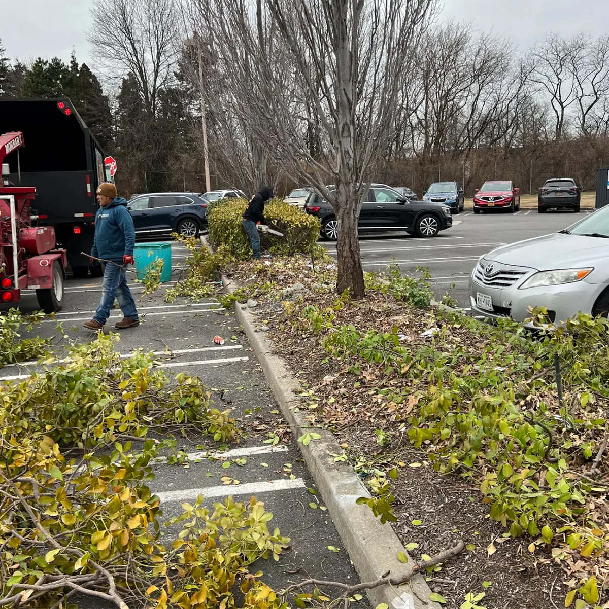 Commercial Tree Service Long Island NY