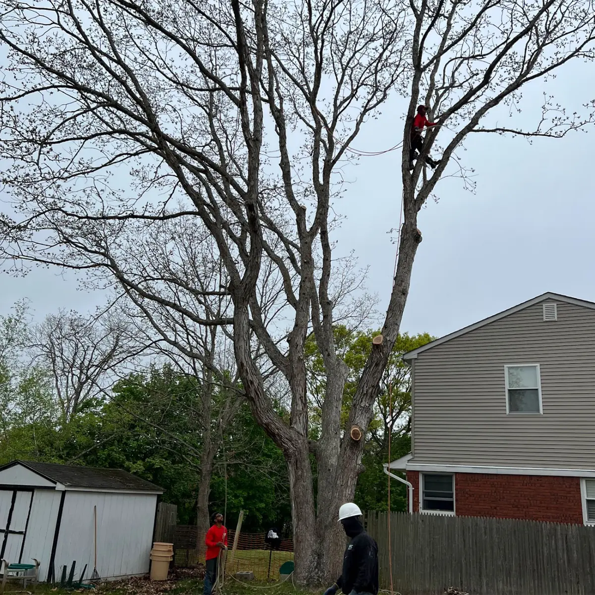 Residential Tree Service Long Island NY
