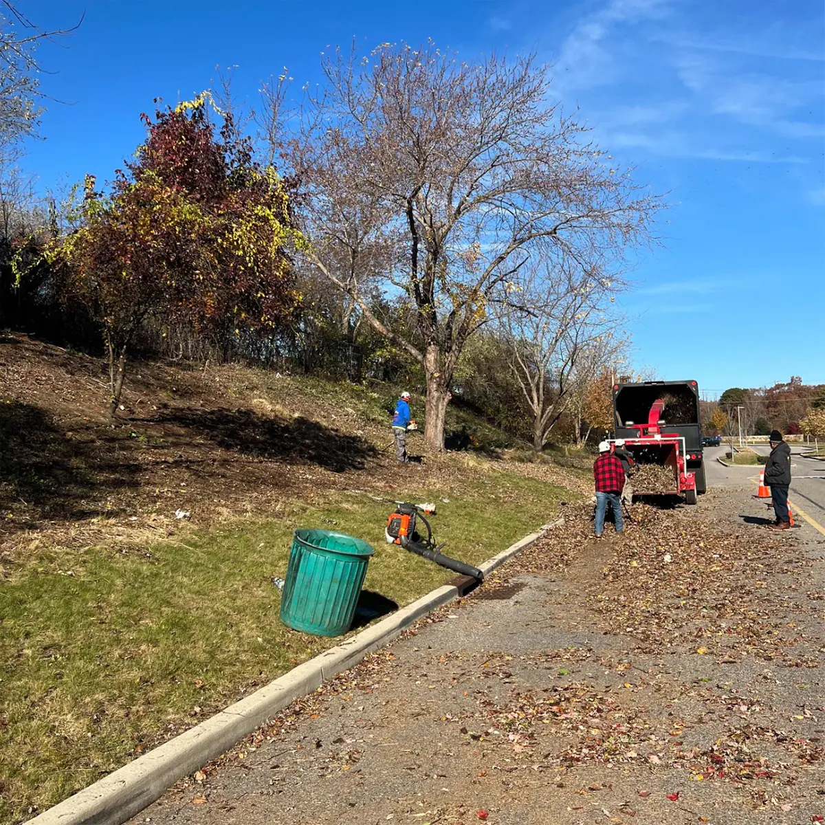 Tree Pruning & Trimming Long Island NY