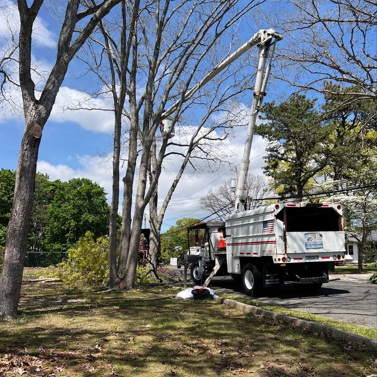 Tree Removal Long Island NY
